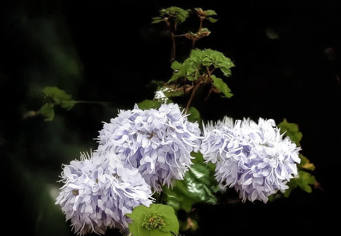 不来梅VS沃尔夫：巅峰对决前瞻，历史交锋与战术解析(图2)